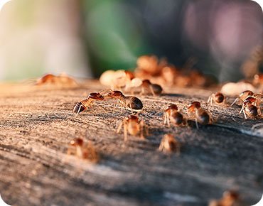 Termite Treatment